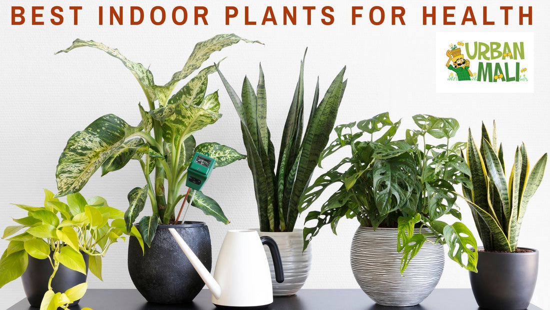 Best Indoor Plants For Health