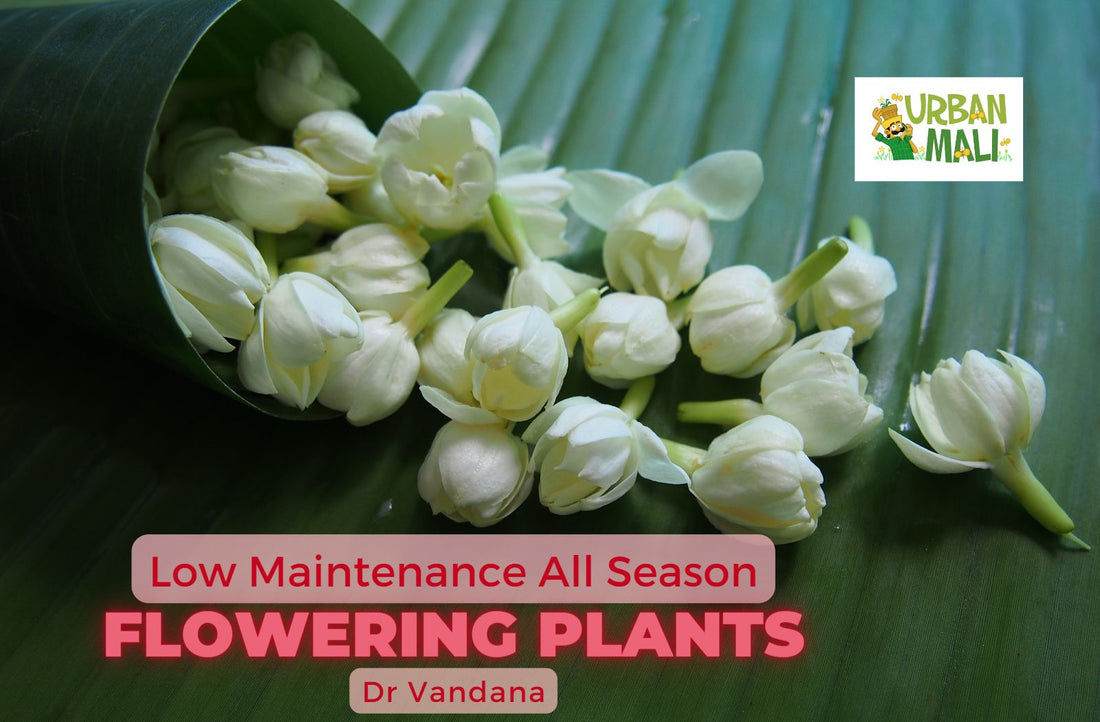 Low Maintenance All Season Flowering Plants in India