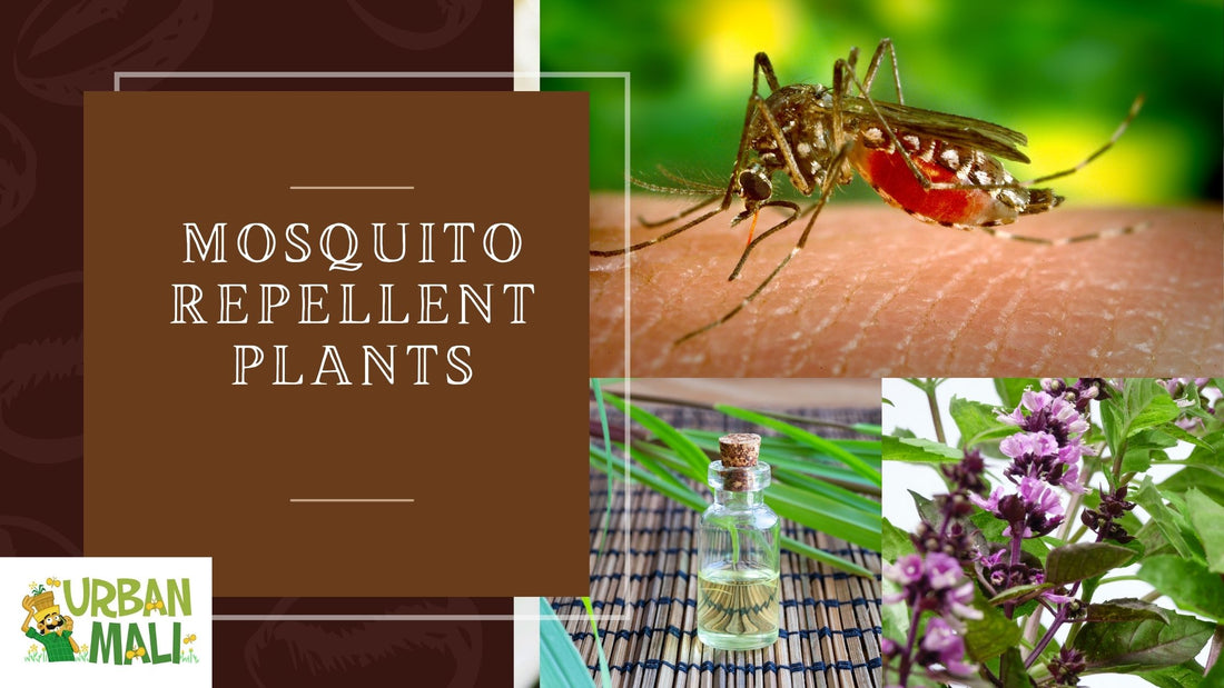 Mosquito repellent plants