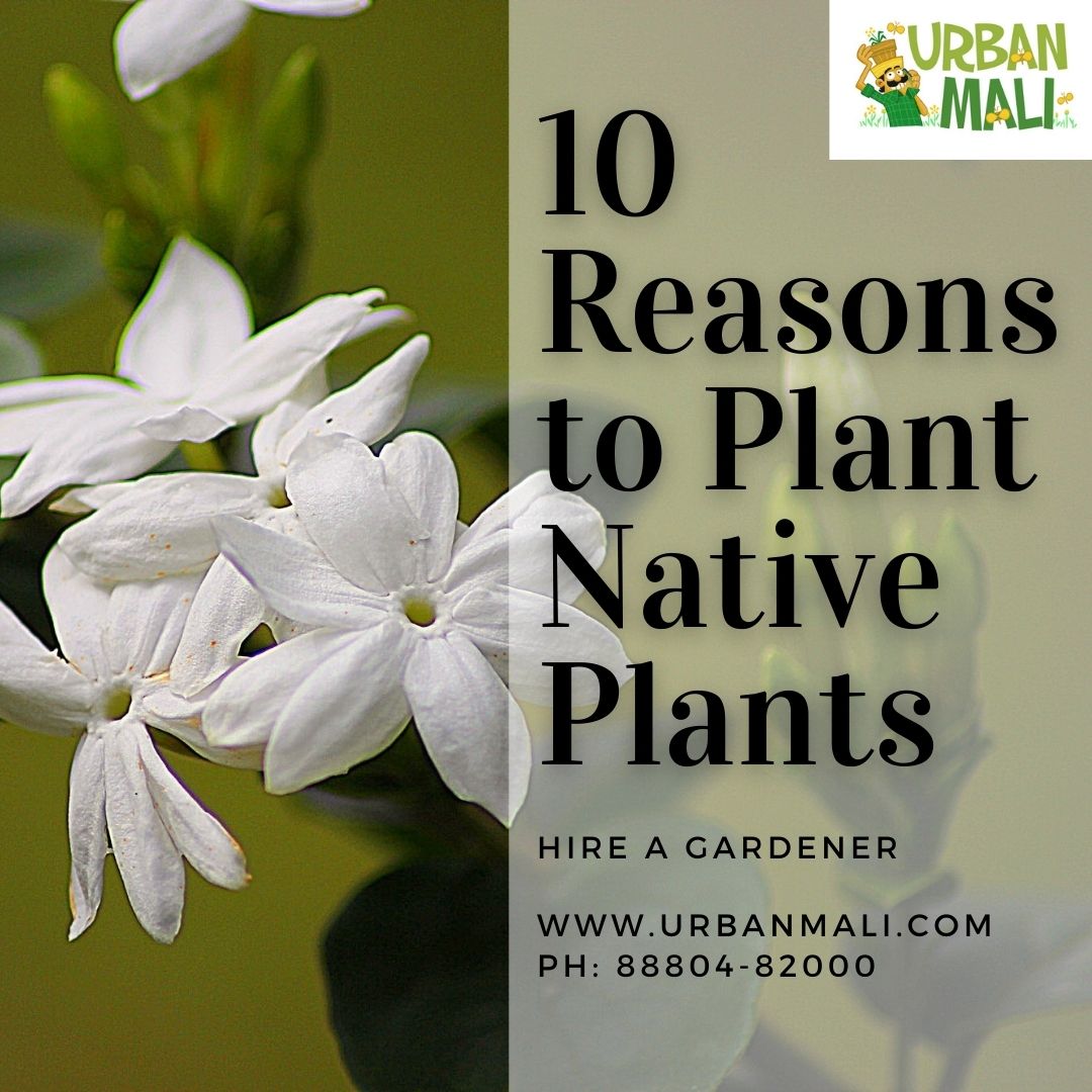 10 Reasons for Using Native Plants over Invasive Species