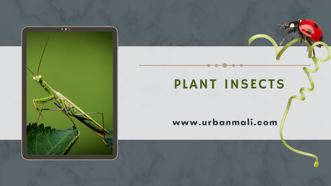 Plant Insects