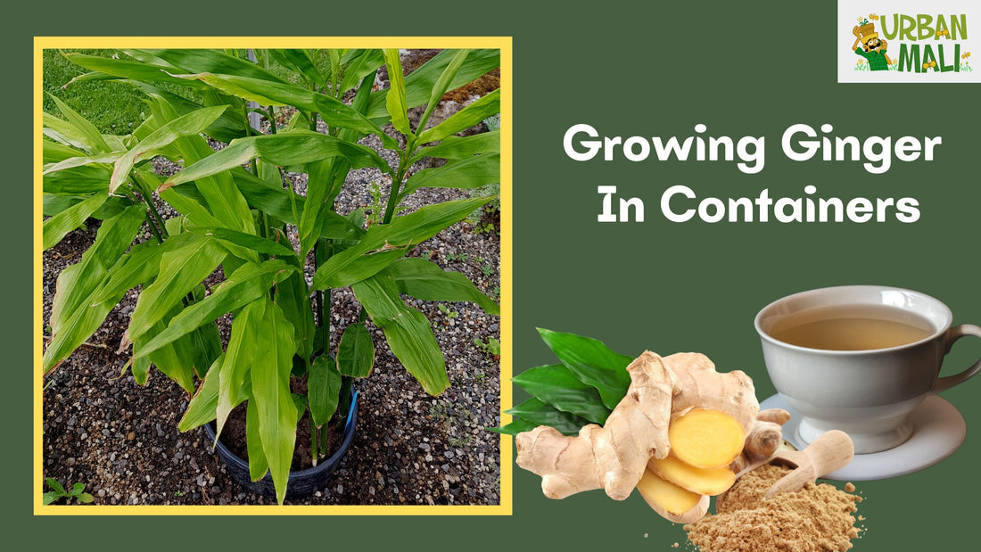 Growing Ginger In Containers