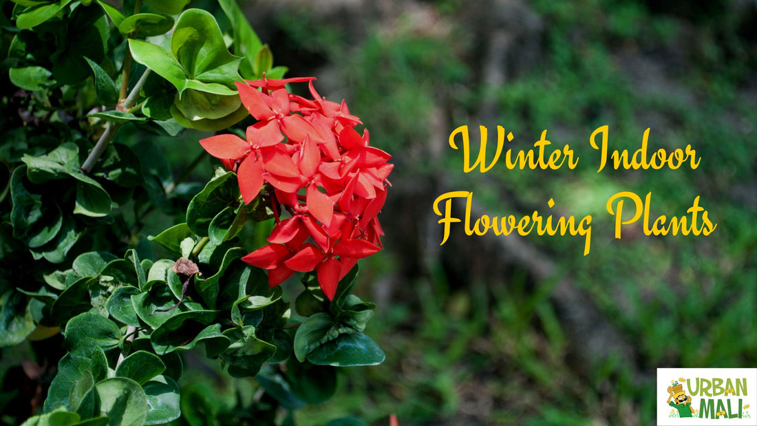 Winter Indoor Flowering Plants