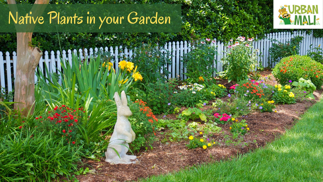 Why Having Native Plants in your Garden is Important?