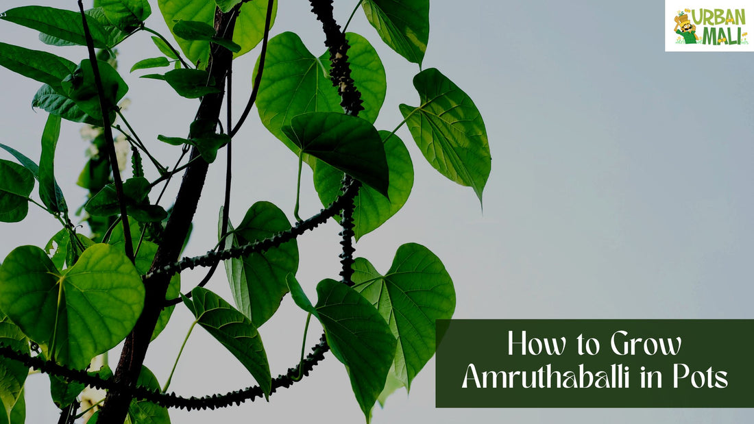 How to Grow Amruthaballi in Pots