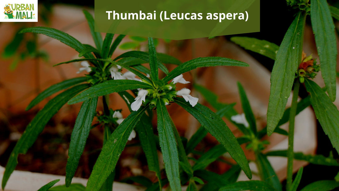 Thumbai (Leucas aspera)