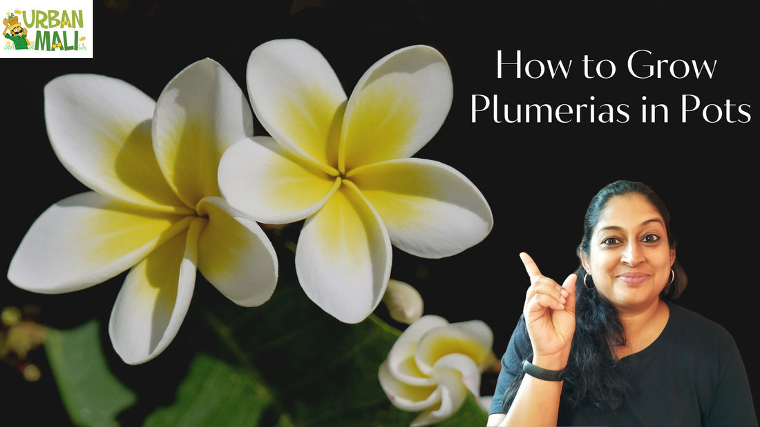 How to Grow Plumerias in Pots