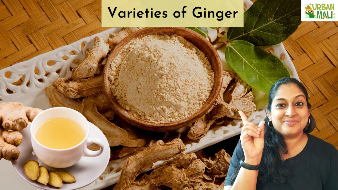 Varieties of Ginger