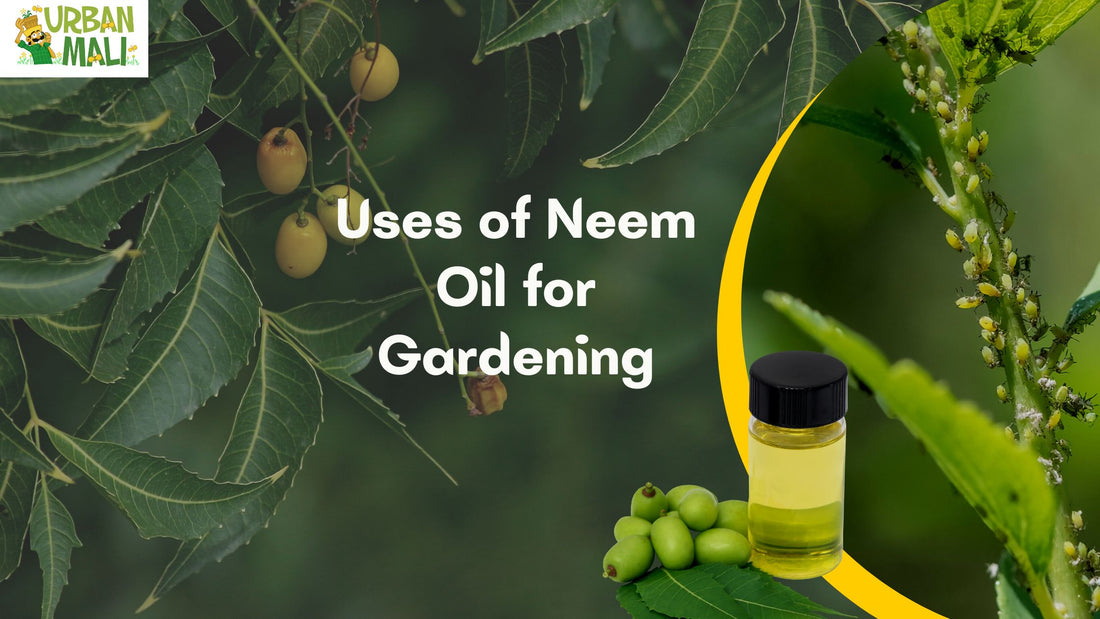 Uses of Neem Oil for Gardening