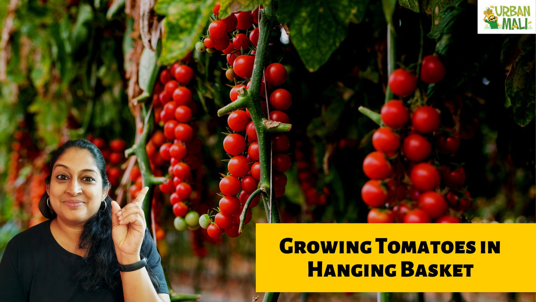 Growing Tomatoes in Hanging Basket