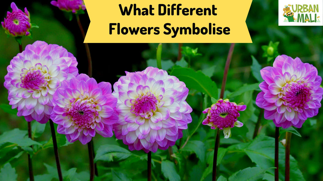 What Different Flowers Symbolise
