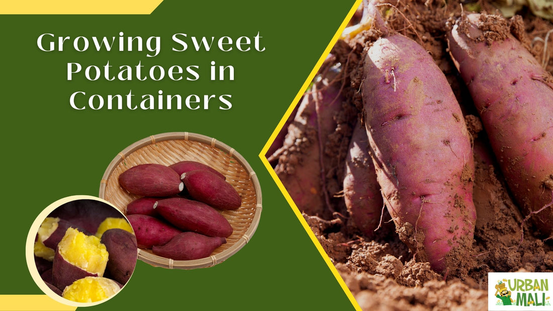 Growing Sweet Potatoes in Containers