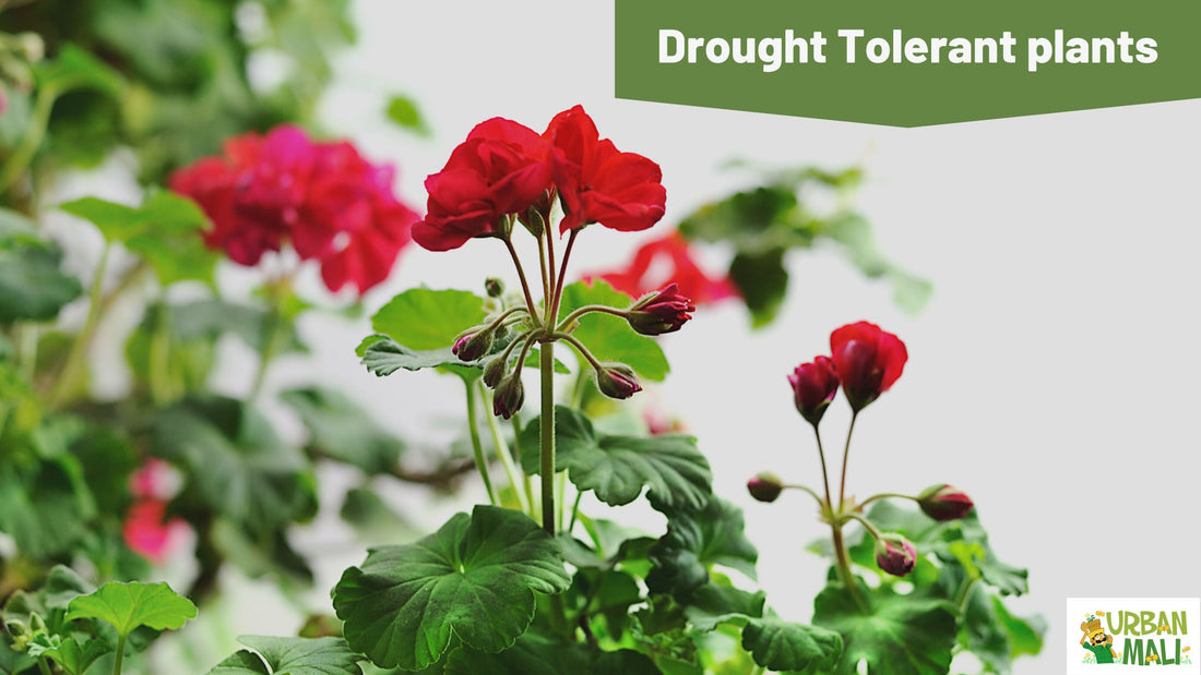 Drought Tolerant plants