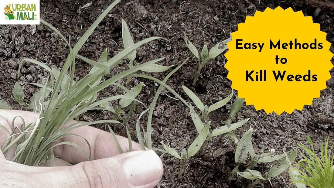 Easy Methods to Kill Weeds