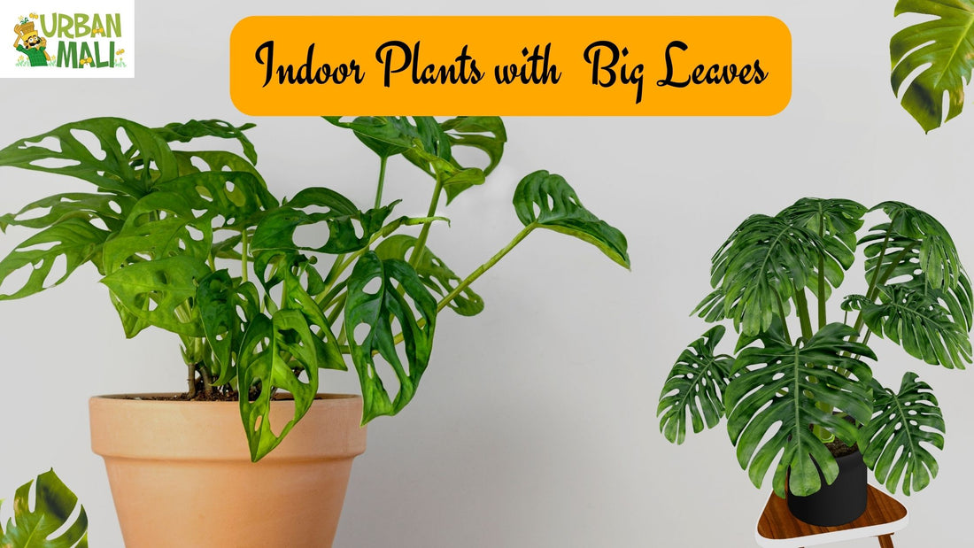 Indoor Plants with Big Leaves