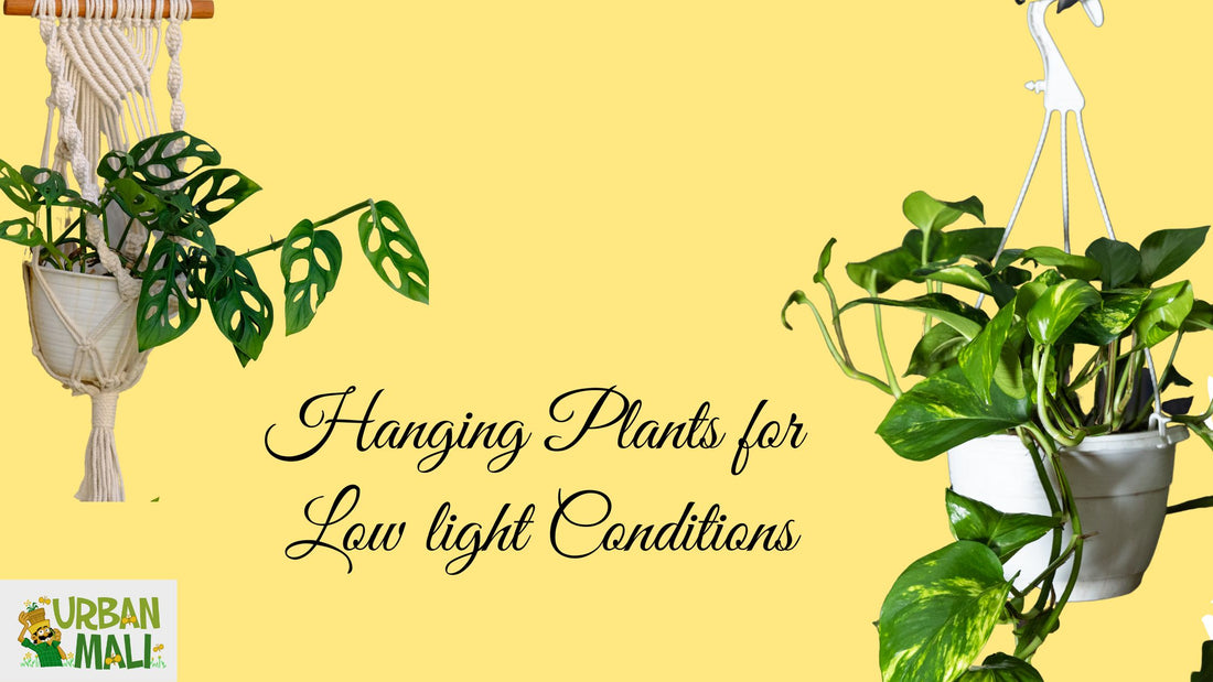 Hanging Plants for Low light Conditions