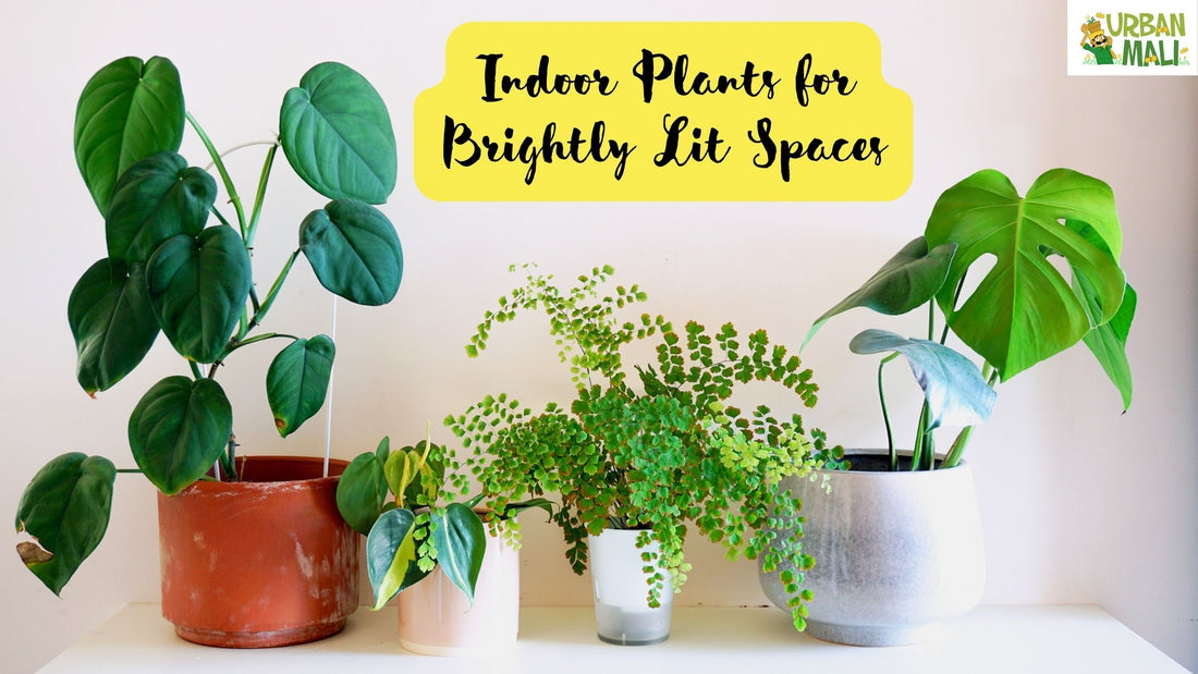 Indoor Plants for Brightly Lit Spaces