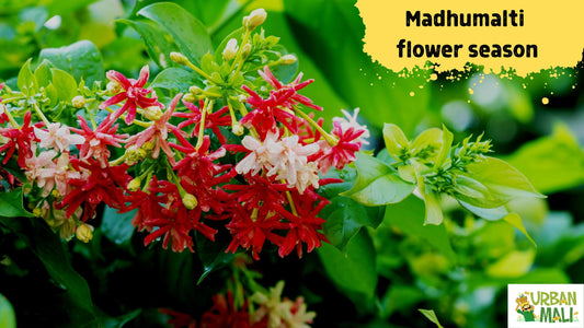 Madhumalti flower season