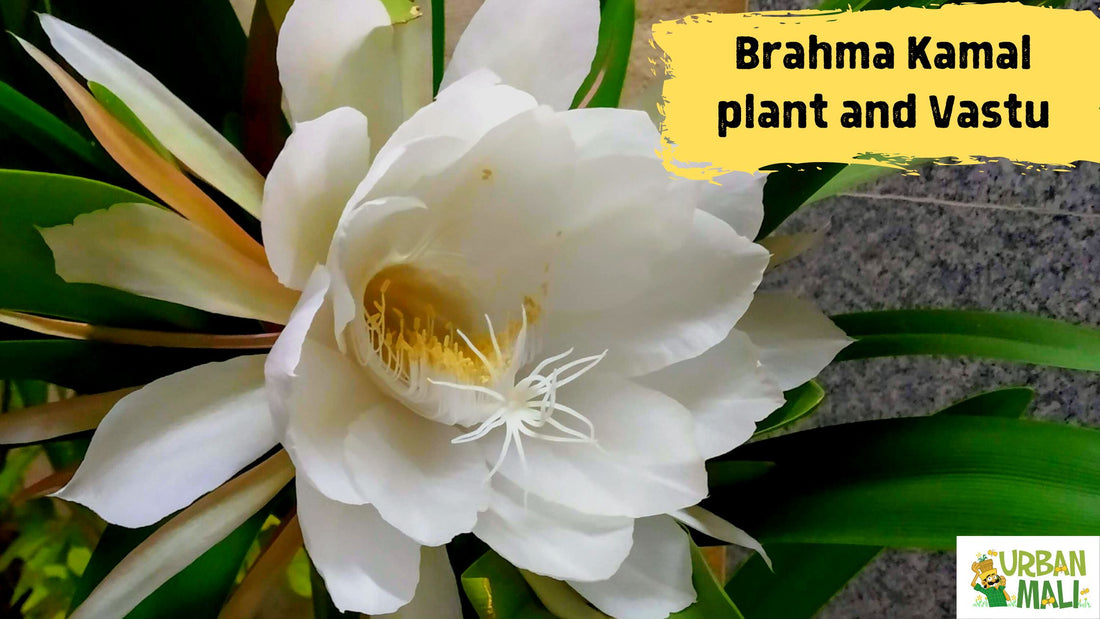 Brahma Kamal plant and Vastu