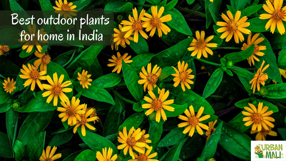 Best outdoor plants for home in India