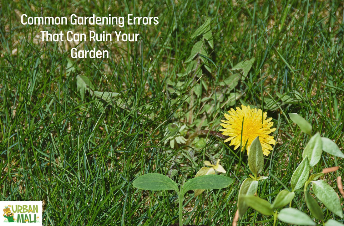 Common Gardening Errors That Can Ruin Your Garden