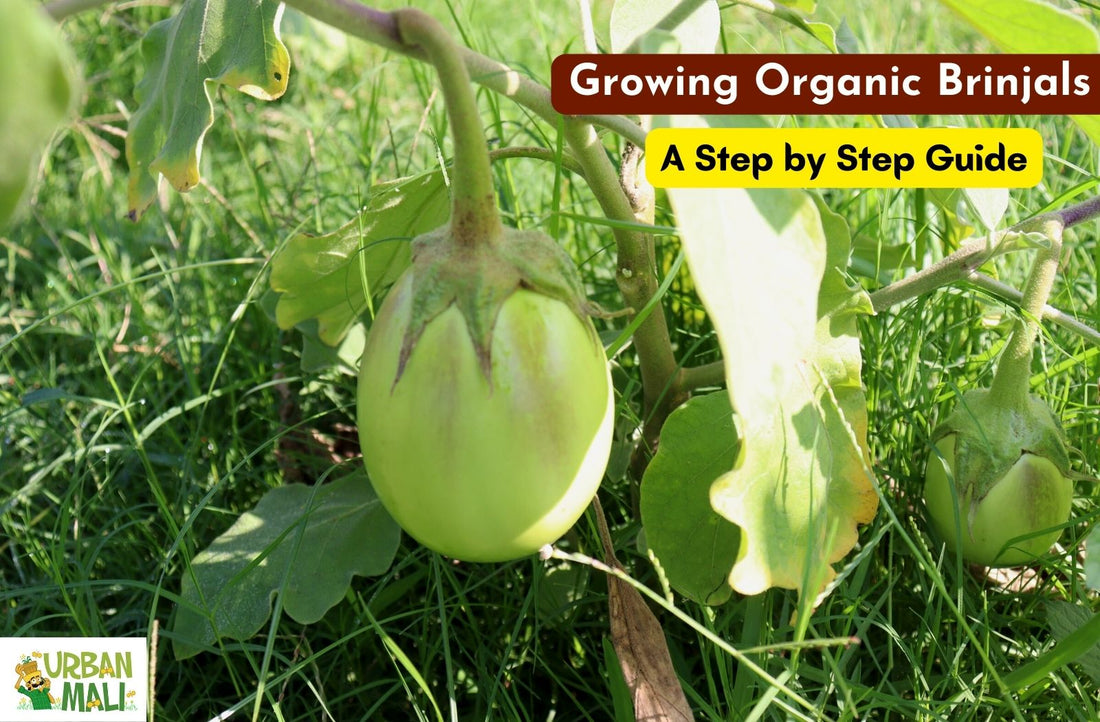 Growing Organic Brinjals - A Step by Step Guide