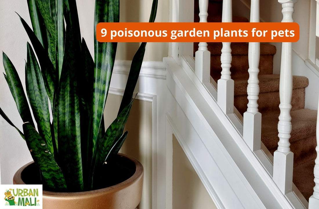 9 poisonous garden plants for pets