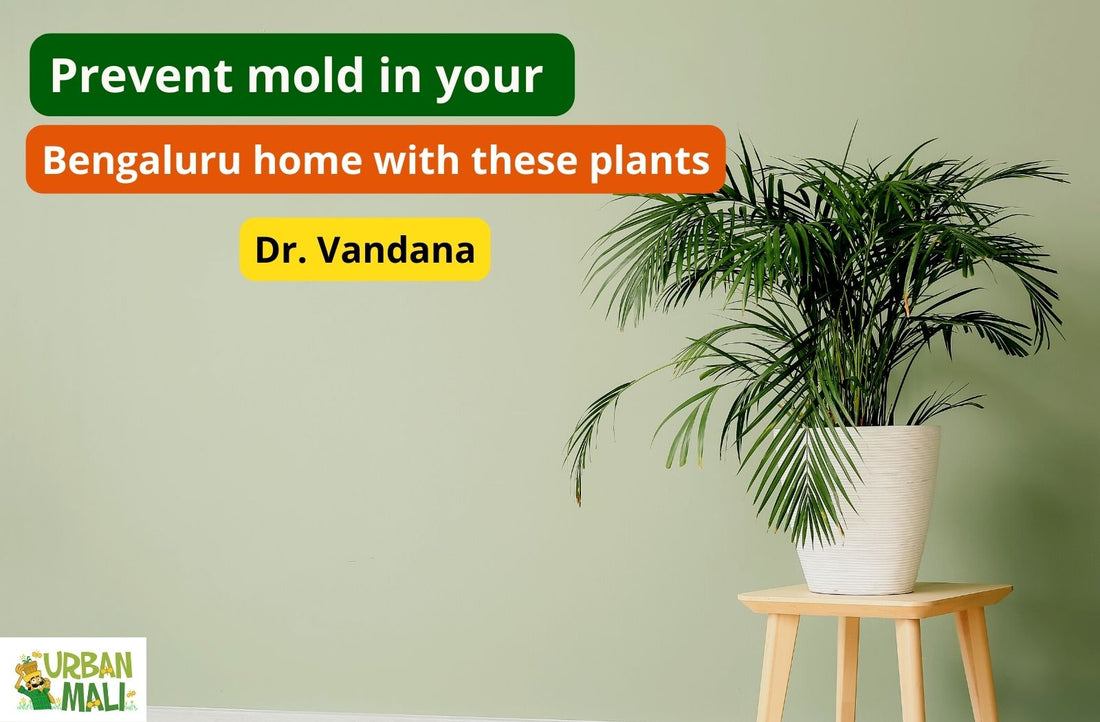 Prevent mold in your Bengaluru home with these plants