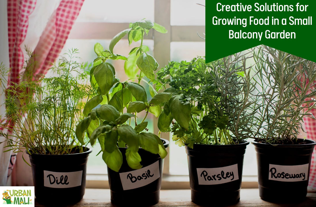 Creative Solutions for Growing Food in a Small Balcony Garden