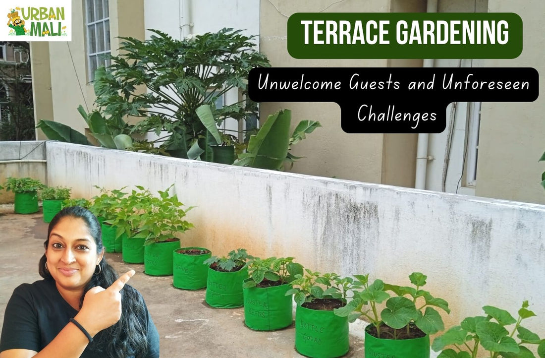 Terrace Gardening: Unwelcome Guests and Unforeseen Challenges