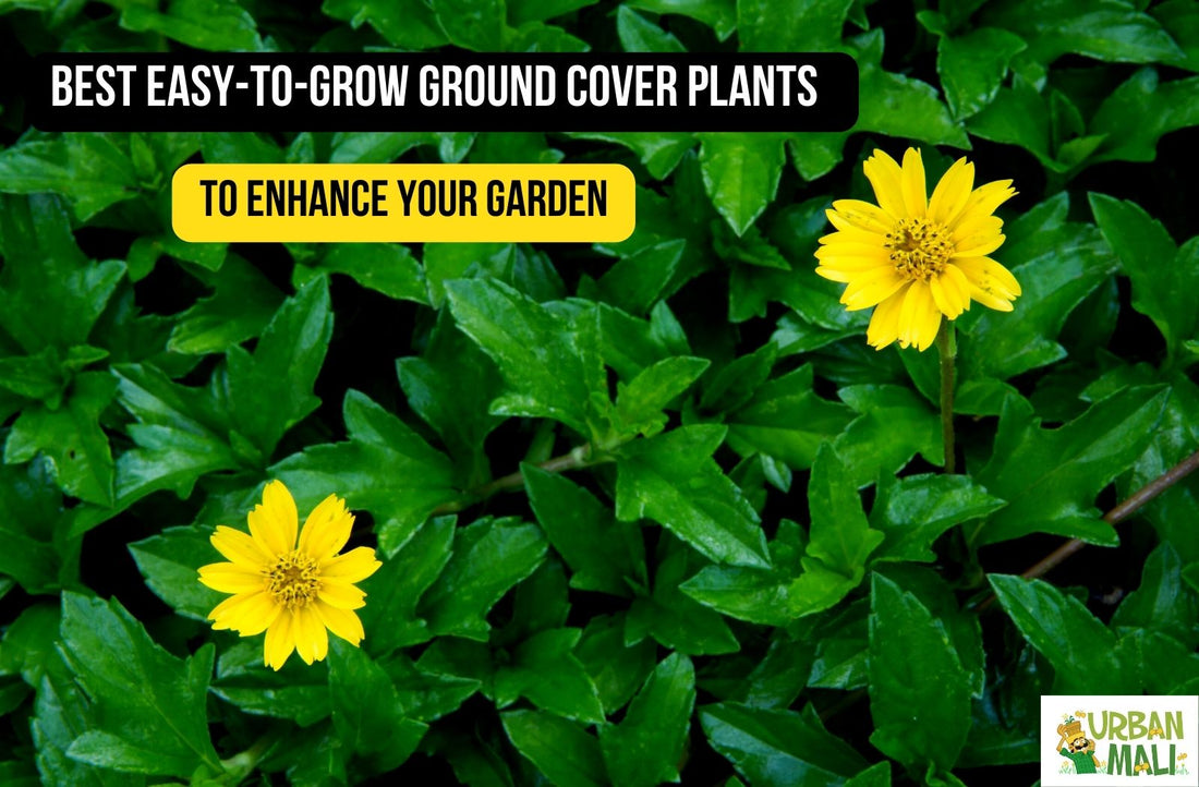 Best Easy-to-Grow Ground Cover Plants to Enhance Your Garden