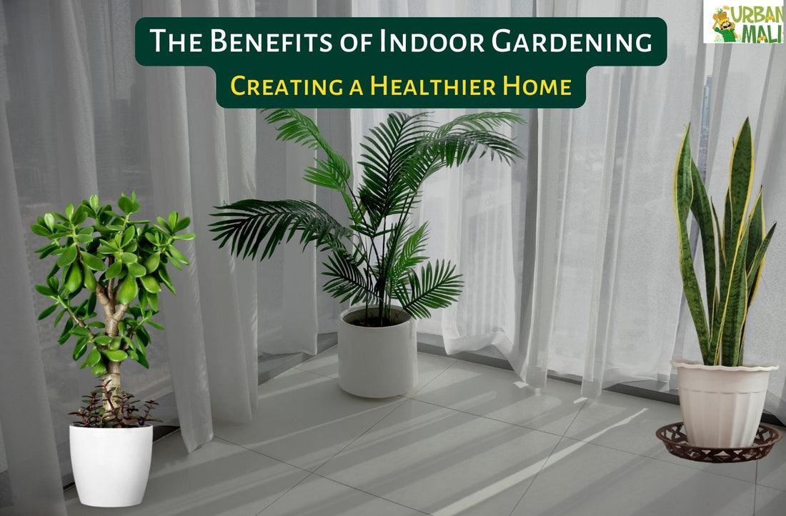 The Benefits of Indoor Gardening: Creating a Healthier Home
