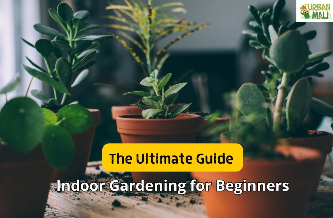 The Ultimate Guide to Indoor Gardening for Beginners