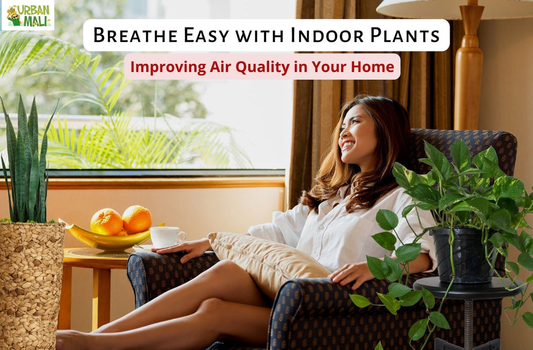 "Breathe Easy with Indoor Plants: Improving Air Quality in Your Home"