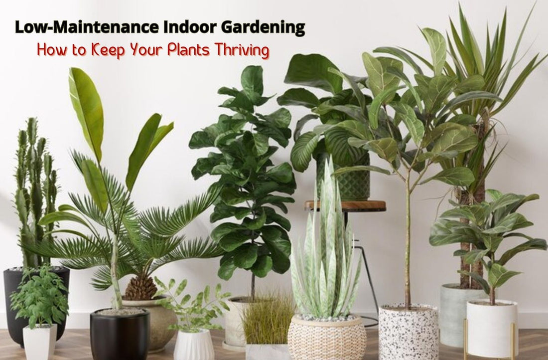 Low-Maintenance Indoor Gardening: How to Keep Your Plants Thriving