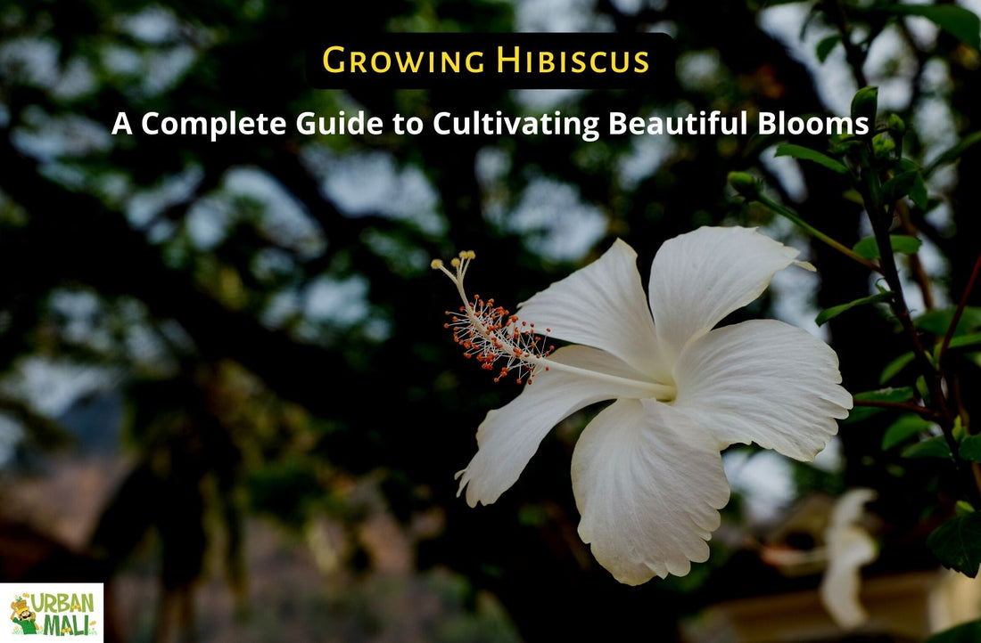 Growing Hibiscus: A Complete Guide to Cultivating Beautiful Blooms