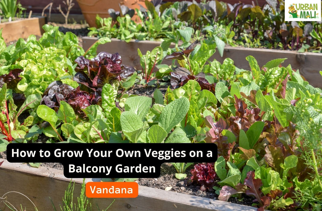 How to Grow Your Own Veggies on a Balcony Garden