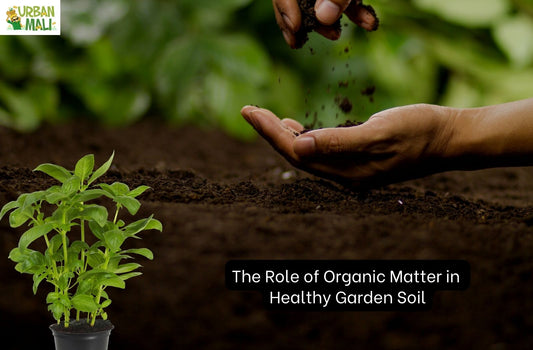 The Role of Organic Matter in Healthy Garden Soil