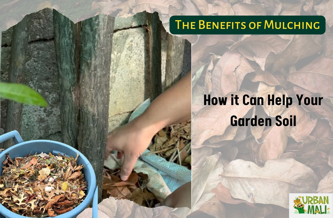 The Benefits of Mulching: How it Can Help Your Garden Soil