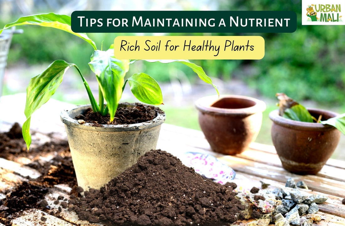 Tips for Maintaining a Nutrient-Rich Soil for Healthy Plants