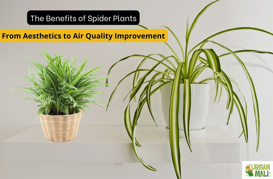 The Benefits of Spider Plants: From Aesthetics to Air Quality Improvement