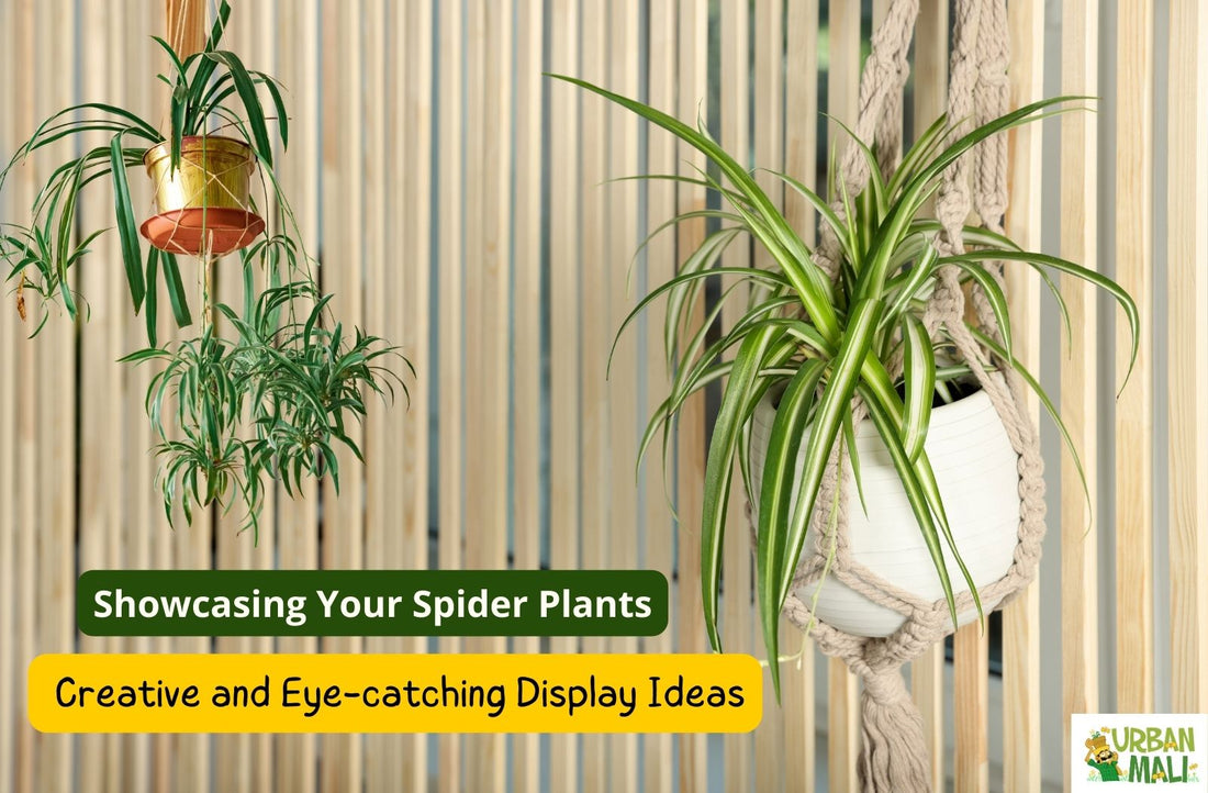 Showcasing Your Spider Plants: Creative and Eye-catching Display Ideas