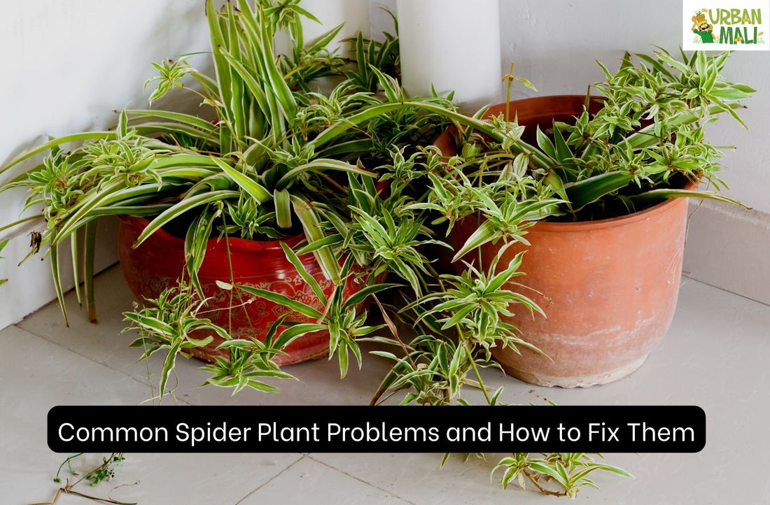 Common Spider Plant Problems and How to Fix Them