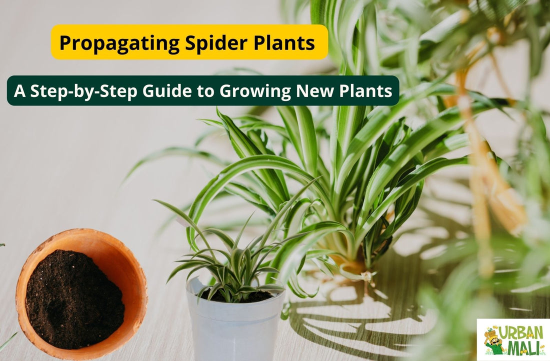 Propagating Spider Plants: A Step-by-Step Guide to Growing New Plants