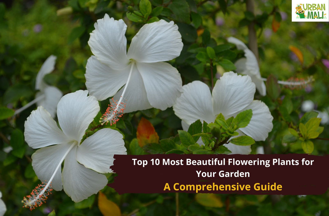 Top 10 Most Beautiful Flowering Plants for Your Garden: A ...