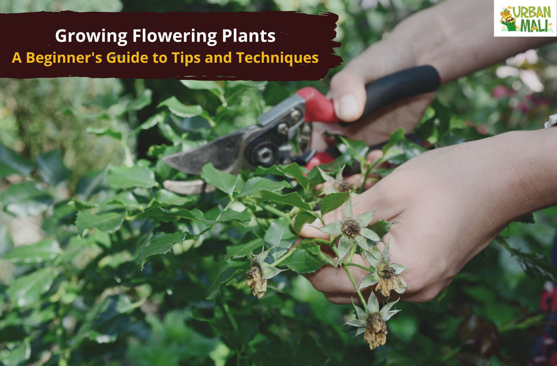 Growing Flowering Plants: A Beginner's Guide to Tips and Techniques