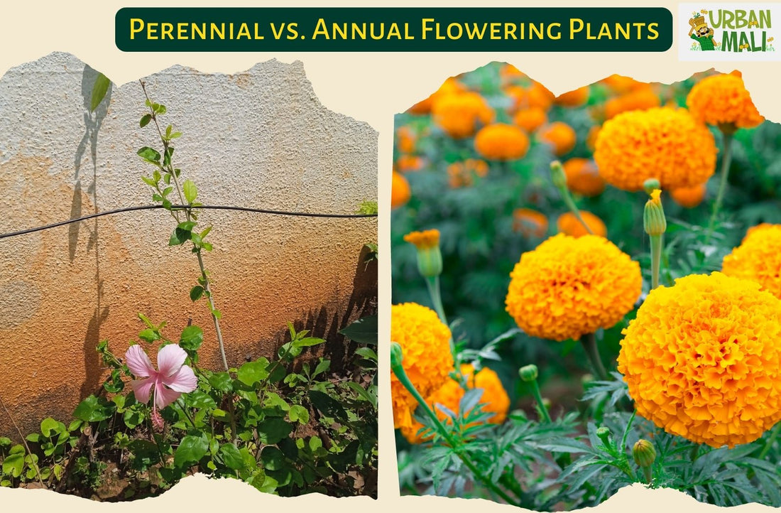 Perennial vs. Annual Flowering Plants: Which is Best for Your Garden?