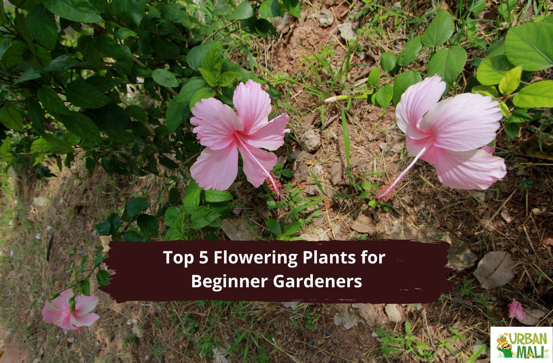 Top 5 Flowering Plants for Beginner Gardeners