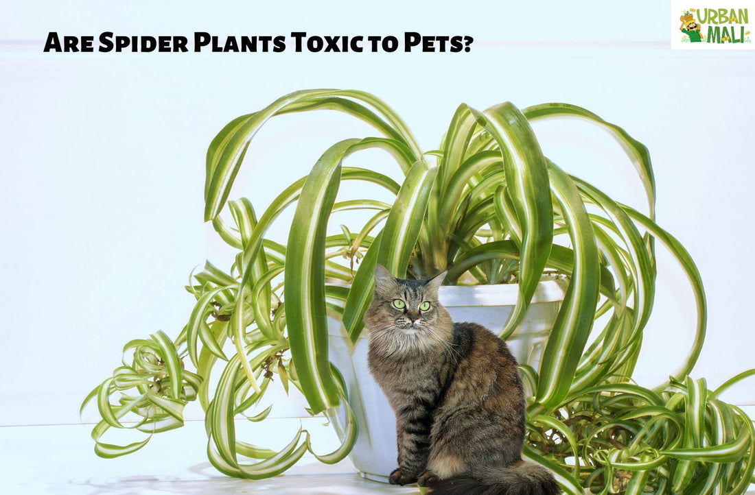 Are Spider Plants Toxic to Pets?