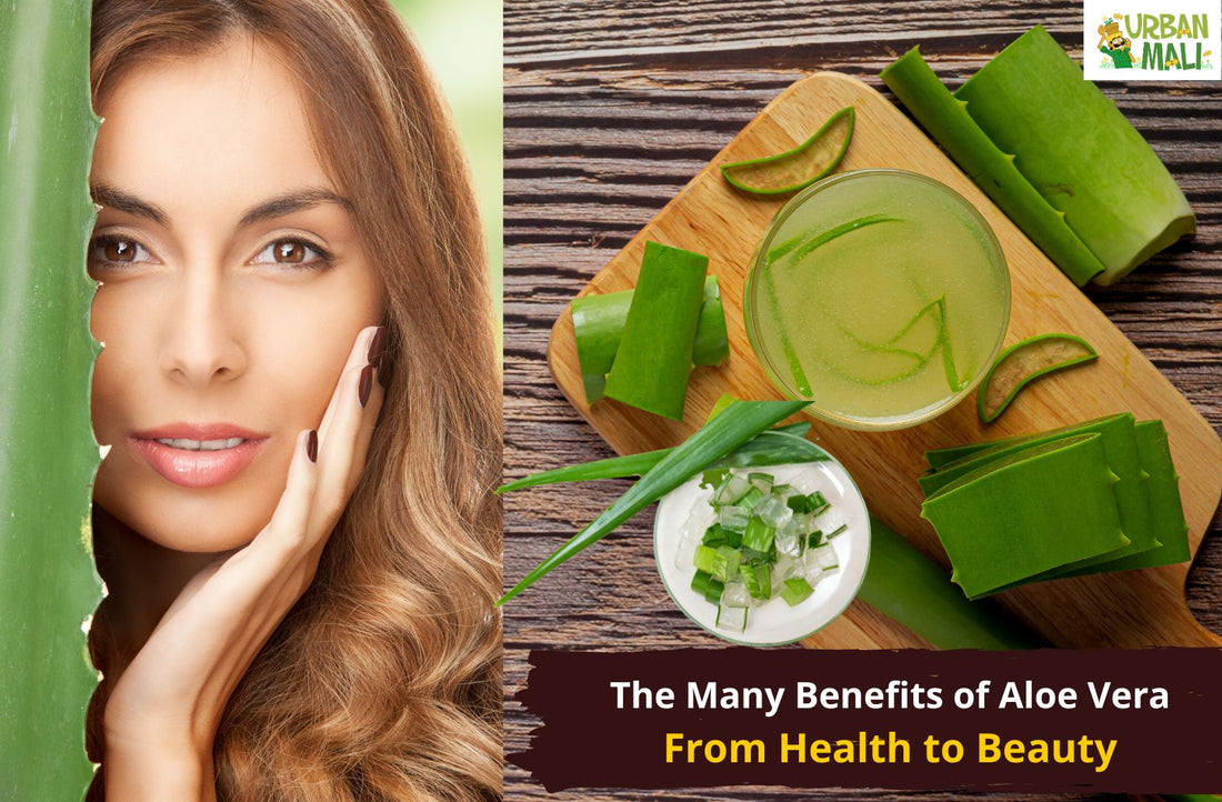 The Many Benefits of Aloe Vera: From Health to Beauty